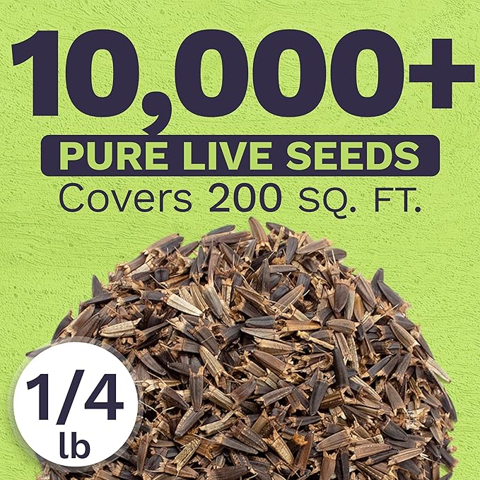 Mexican Sunflower Seeds – Bulk Quarter Pound Bag – Over 10,000 Open Pollinated Non-GMO Wildflower
