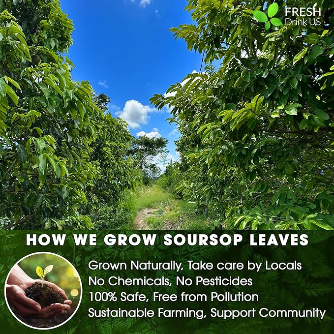 FreshDrinkUS, 60 Premium - The Top Soursop Graviola Leaf Tea Bags, 100% Pure & Natural from Soursop