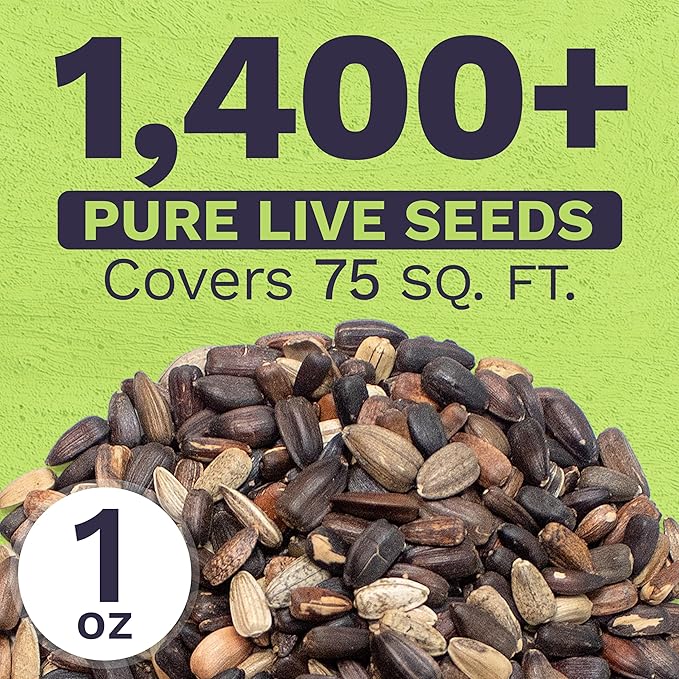 Autumn Beauty Sunflower Seeds – Extra Large Packet – Over 1,400 Open Pollinated Non-GMO Wildflower