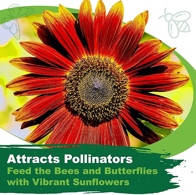 TKE Farms & Gardens - Chocolate Cherry Sunflower Seeds for Planting, 50+ Heirloom Non-GMO Seeds
