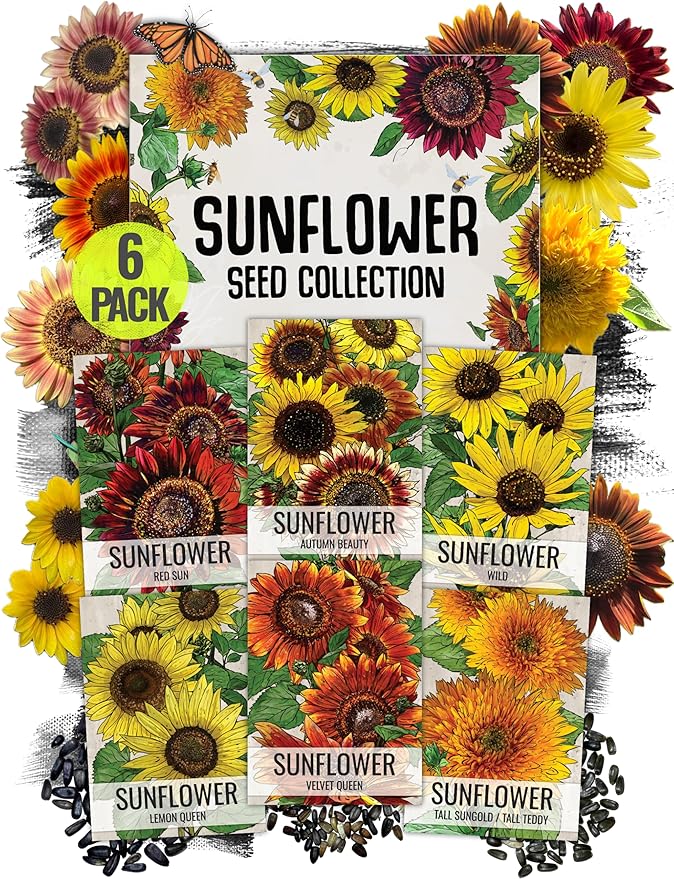 Seed Needs Sunflower Seeds for Planting an Outdoor Flower Garden - Heirloom & Open Pollinated