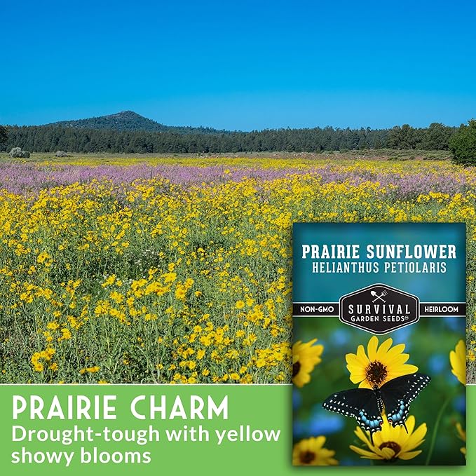 Survival Garden Seeds - Native Prairie Sunflower (Helianthus petiolaris) | Compact Drought Tolerant