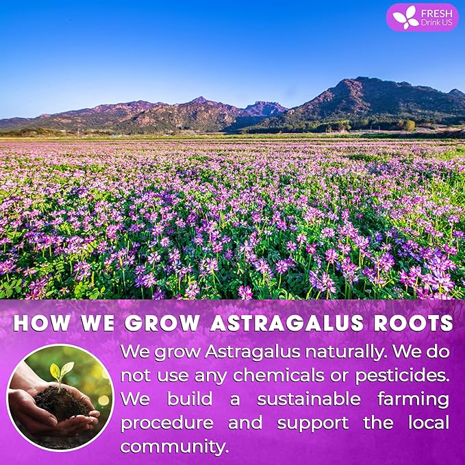 FreshDrinkUS Premium 55 Astragalus Root Tea Bags, 100% Natural & Pure. Astragalus Root Herbal Tea.