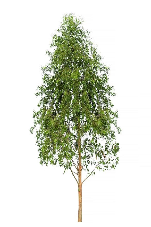 US Organic 100% Pure Eucalyptus Essential Oil (Radiata) - USDA Certified Organic, Steam Distilled