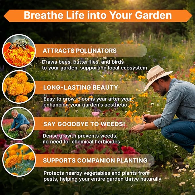 Marigold Seeds Pack 4 oz - Over 37,000 Non-GMO Heirloom Marigold Seeds for Planting Indoor &