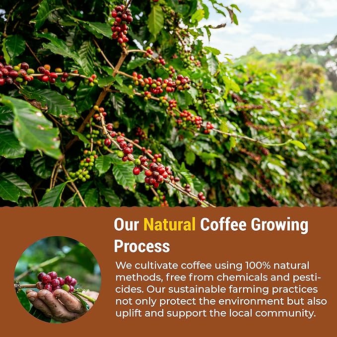 eHerbal Vegan Calming Instant Coffee Powder, plant base freezed dried Cold Brew 20 Packs | Smooth &
