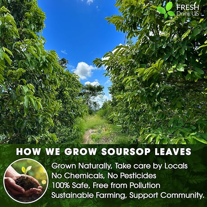 FreshDrinkUS, 240+ Premium Soursop Graviola Dried Leaves Tea, 230-250 Whole Soursop Leaves