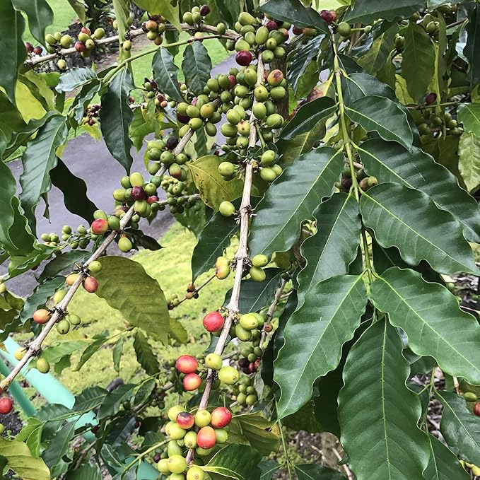 River Moon Coffee, Kona Coffee Whole Bean, Medium Roast, 2 lbs, Kona Waves Hawaiian Blend