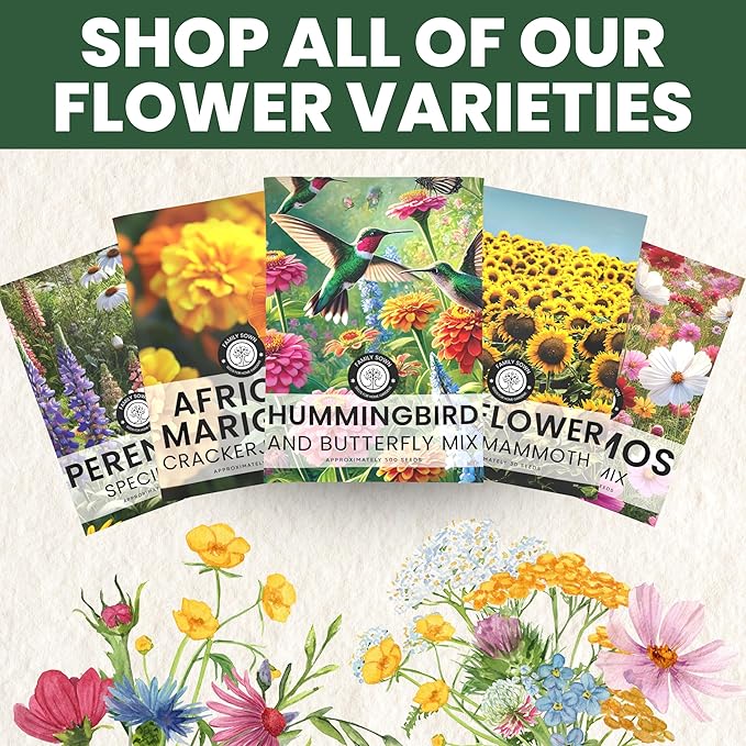 Black Mammoth Sunflower - Large 1 Ounce Packet - 250 Flower Seeds for Planting - Helianthus annuus