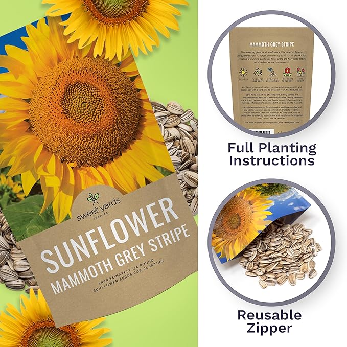 Mammoth Grey Stripe Sunflower Seeds for Planting – Bulk Quarter Pound Bag – Over 1,000 Open