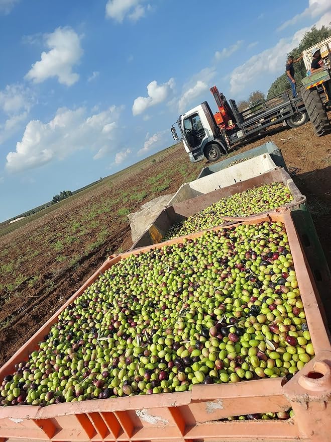 SINDYANNA OF GALILEE Virgin Olive Oil, Small Batches from Local Olives, Made in Israel 250ml (PICAL
