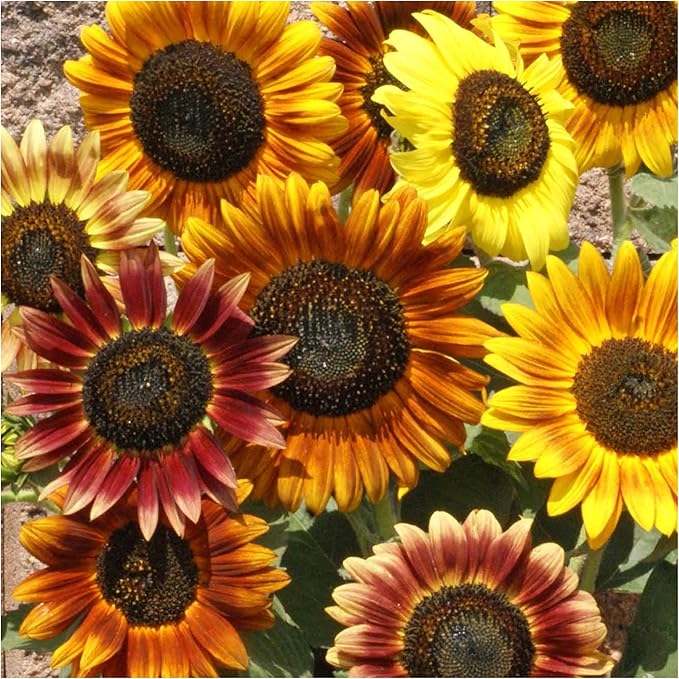 Seed Needs Sunflower Seeds for Planting an Outdoor Flower Garden - Heirloom & Open Pollinated