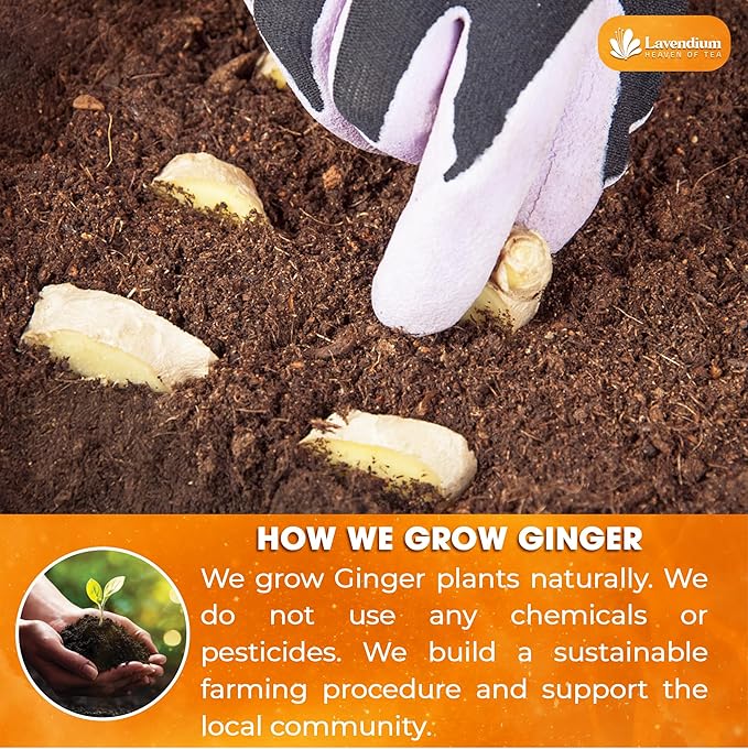 Lavendium, Premium 25oz (1.56 lbs) Ginger Powder ??Ground Ginger Root ??Pure, No Additives ??Ideal