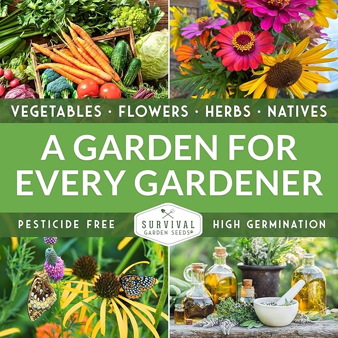 Survival Garden Seeds - Native Prairie Sunflower (Helianthus petiolaris) | Compact Drought Tolerant