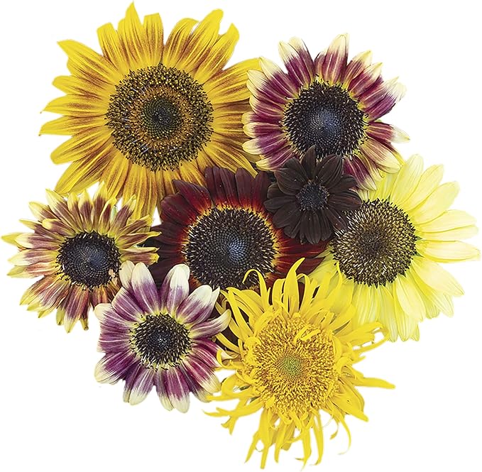 Park Seed Razzmatazz Mix Sunflower Seeds – Exotic Multicolor Blooms in Red, White, and Mahogany