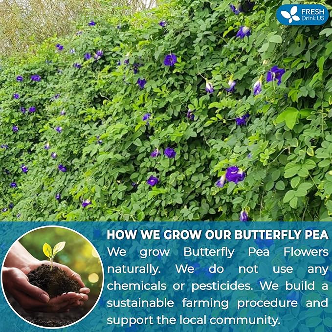 FreshDrinkUS, Premium 75 Tea Bags Blue Butterfly Pea Flowers, 100% Natural and Pure from Butterfly