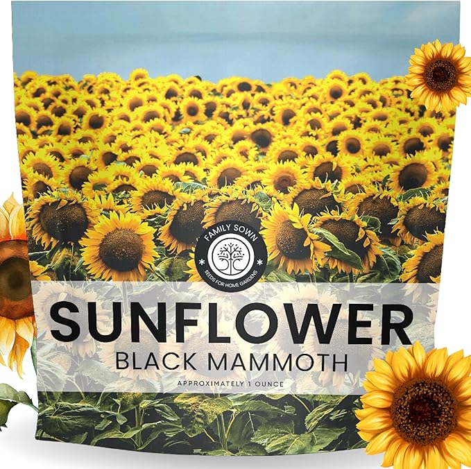 Black Mammoth Sunflower - Large 1 Ounce Packet - 250 Flower Seeds for Planting - Helianthus annuus