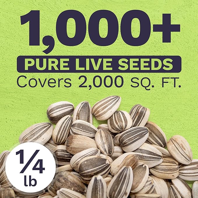 Mammoth Grey Stripe Sunflower Seeds for Planting – Bulk Quarter Pound Bag – Over 1,000 Open