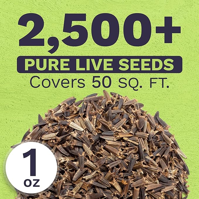 Mexican Sunflower Seeds – Extra Large Packet – Over 2,500 Open Pollinated Non-GMO Wildflower Seeds