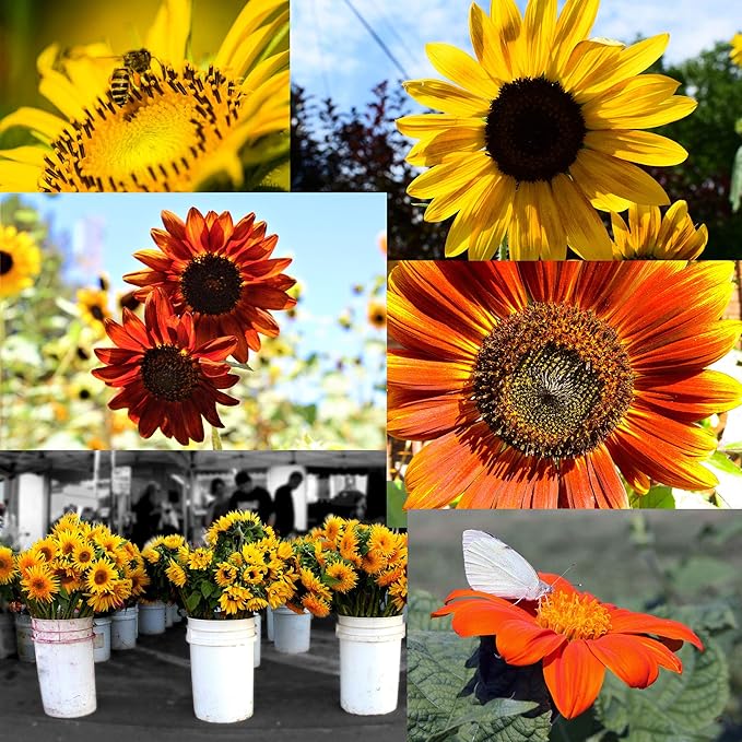NatureZ Edge 2600+ Sunflower Seeds for Planting Bulk Variety Pack, Get More Sunflower Seeds to
