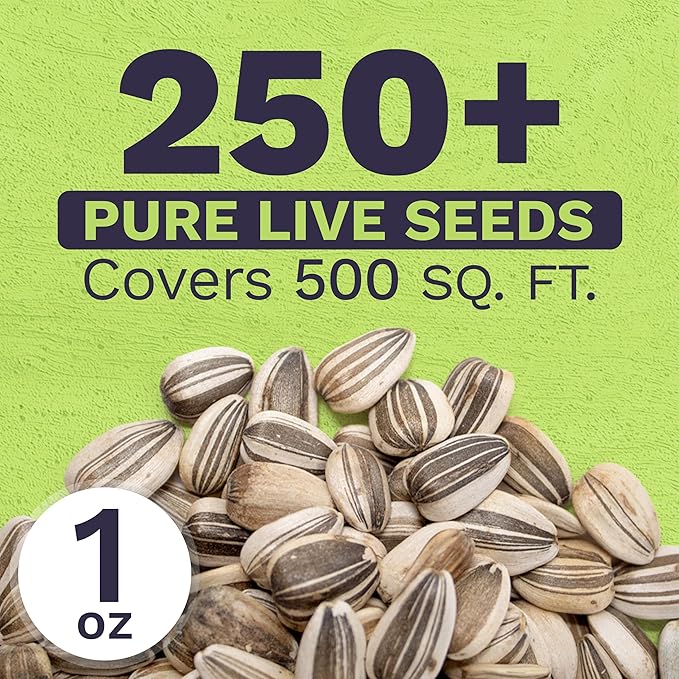 Mammoth Grey Stripe Sunflower Seeds for Planting – Extra Large Packet – Over 250 Open Pollinated