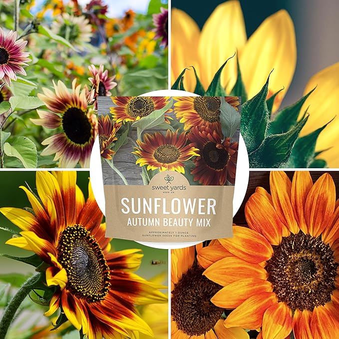 Autumn Beauty Sunflower Seeds – Extra Large Packet – Over 1,400 Open Pollinated Non-GMO Wildflower