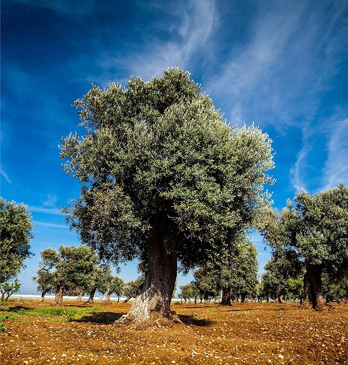 Oilala Extra Virgin Olive Oil, Robust Flavor, Polyphenol Rich, filtered,Italian, From Select