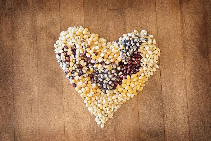 Amish Country Popcorn | 3-1 lb Bags | Purple, Red and Blue Popcorn Kernels | Old Fashioned, Non-GMO